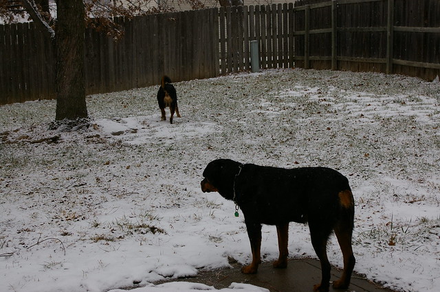 Snow Falling on Rottweilers