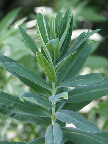 Euphorbia-Characias-in-Nature_Mediterranean-Spurge__IMG_6489 by Public Domain Photos