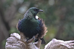New Zealand Endemic Birds