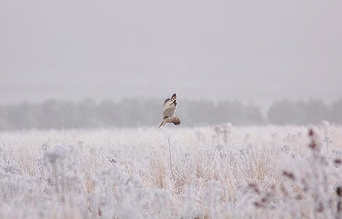 Short Eared Owl hunting by Paul Miguel