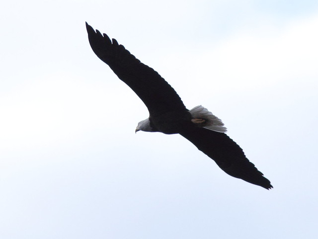 Bald Eagle male in flight 0856 20121221