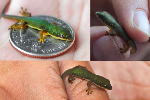 Madagascar gecko