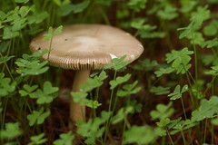 Mushrooms / Cogumelos