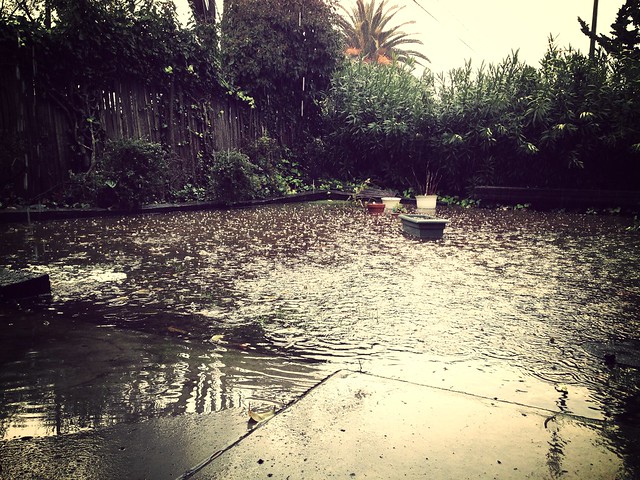 Flooded backyard