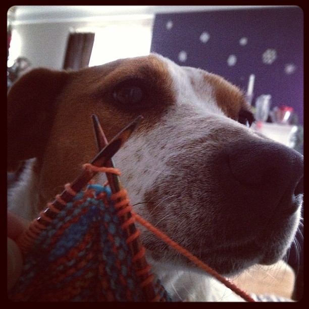 Tried to start the new year knitting for the first time in forever. The dog is NOT amused. #knit #knitting #destinationyarn #hitchhiker