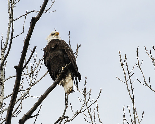 001 - Bald Eagle in a tree by matneym
