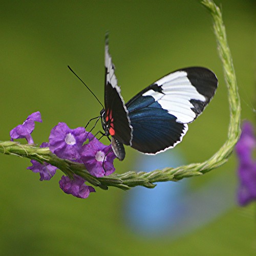 Red, white and deep blue Heliconius sapho is nectaring on purple Porterweed by jungle mama