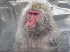 Snow monkey soak