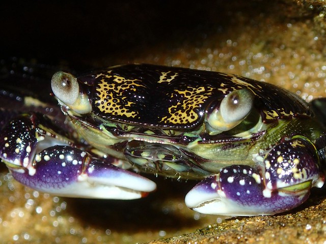 Purple Crab closeup - Clovelly Snorkelling
