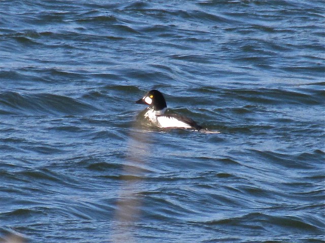 Common Goldeneye at Evergreen Lake in Woodford County, IL 02