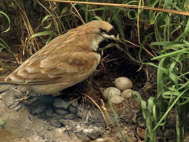 Horned Lark at nest