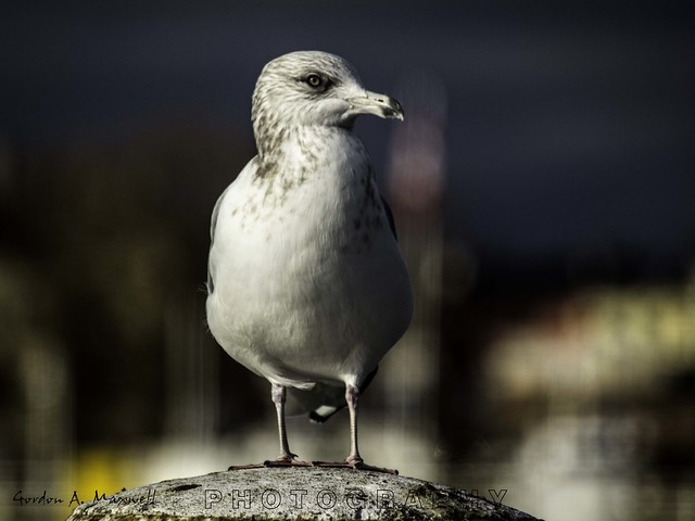Seagull on a post 2