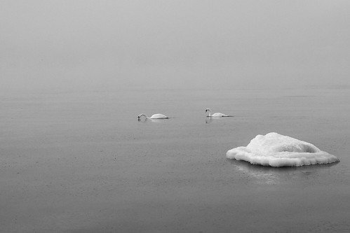 Swans in the Baltic Sea