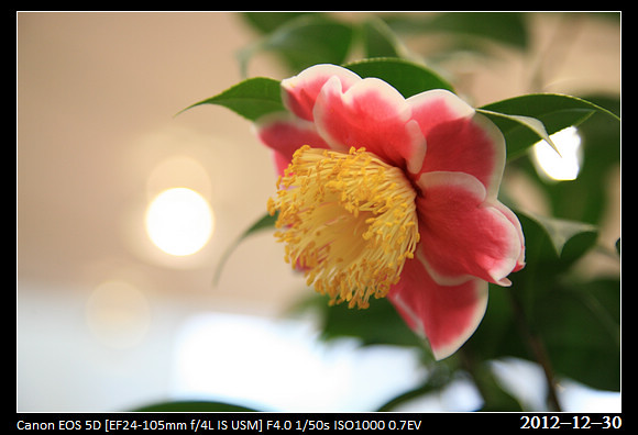 20121230_Flower6
