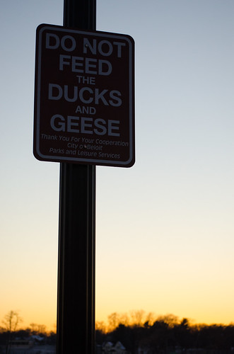 Don't feed the waterfowl!