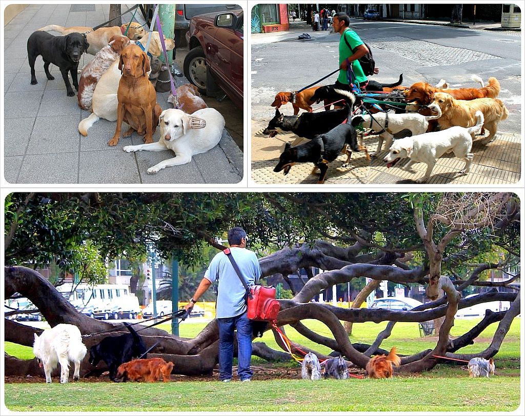 Buenos Aires dogwalkers