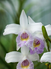 Orchidaceae　ラン科