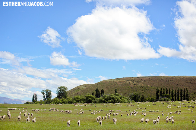 New Zealand Sheep! | Day 2 New Zealand Contiki Tour | Christchurch to Lake Ohau | A Guide to South Island