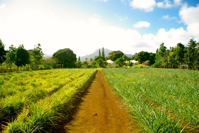 kilohana plantation in kauai