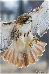 Hawk (Red-tailed)