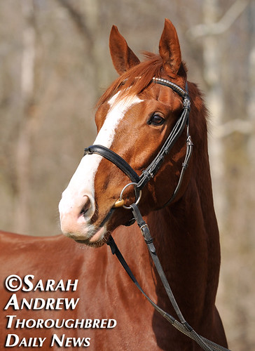 Retired Racehorse Training Project’s 100 Day Thoroughbred Challenge: Alluring Punch