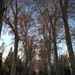Trees Prince Garden Aranjuez