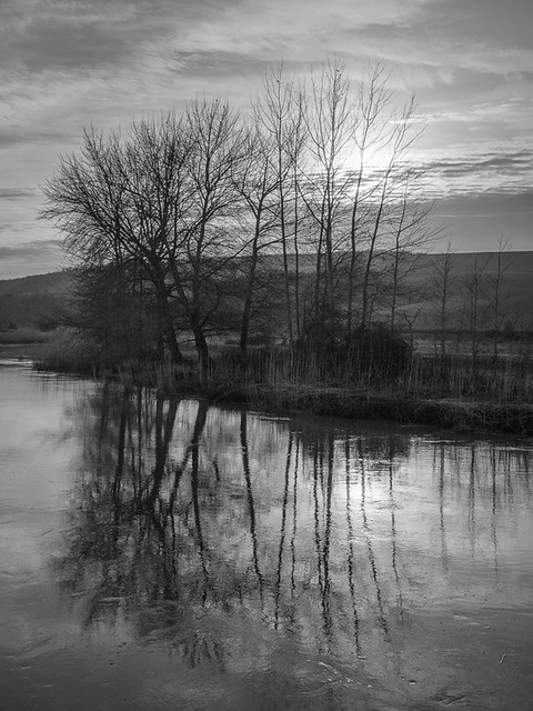 Trees by the River Arun