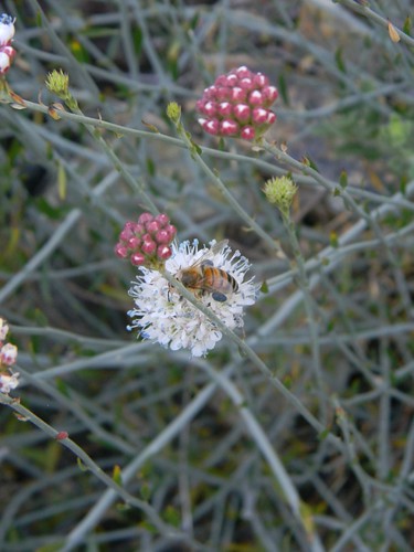 Hierba miel (Malesherbia fasciculata) by Angel Videla Bello