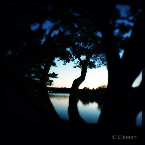 74:365 Through the Branches by elineart