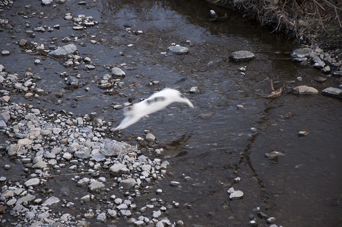 川を渡ろうとする猫 (3)