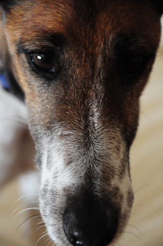 56/365: Freckle Nose by doglington