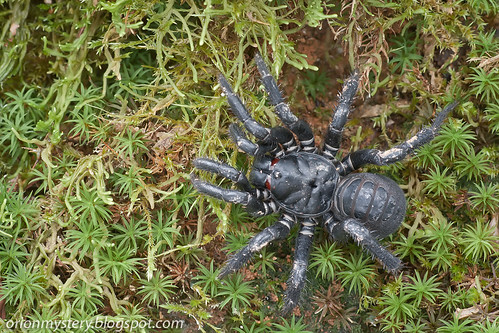 giant armored trapdoor spider, Liphistius malayanus IMG_9176 copy