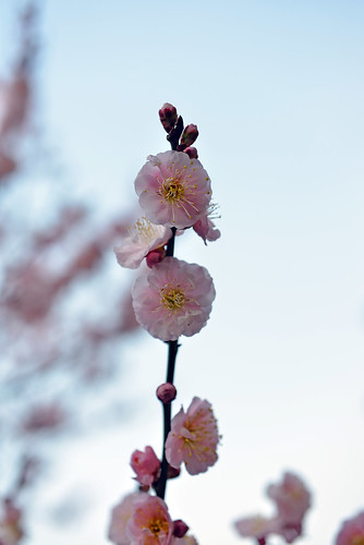 Japanese apricot blossom