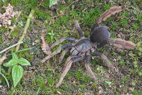 tarantula spider, Coremiocnemis hoggi IMG_9211 copy