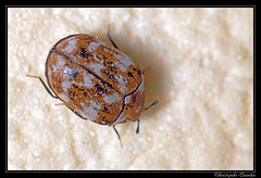 Coleoptera/Dermestidae