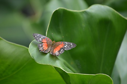 Brilliant red Anartia amathea is enclosed in curvaceous leaves by jungle mama