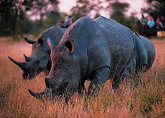 南非庫魯格國家公園中馬賽馬拉保護區裡的犀牛。(攝影：Safari Partners)