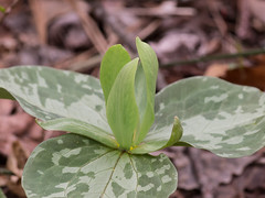 Trillium cuneatum - yellow-green form