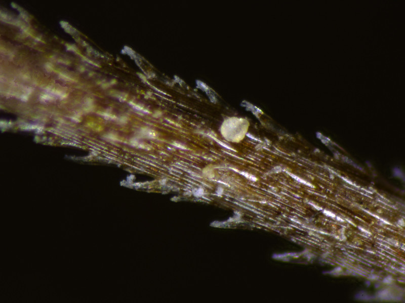 Hair on the seed urn of Aristida sp. at 161X macnification