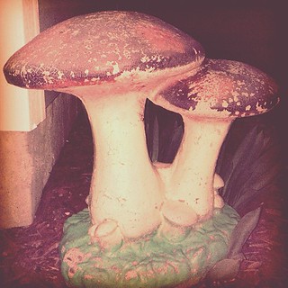 Day87 mushrooms 3.28.13 #jessie365