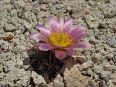 Rare Nevada Cacti