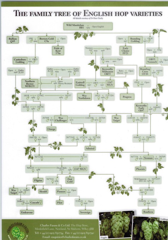 english-hop-family-tree