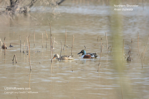 Northern Shoveler - Anas clypeata  by USWildflowers, on Flickr