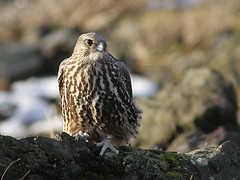 Icelandic birds 2013