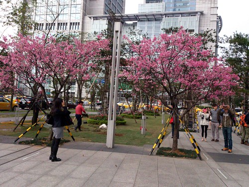 市政府對面櫻花樹