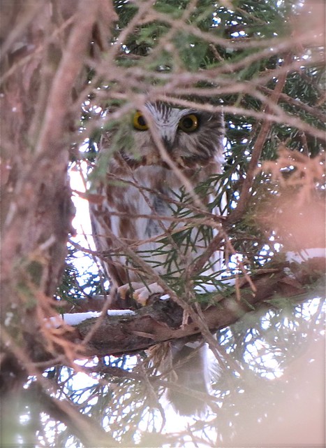 Northern Saw-whet Owl at Clinton Lake 005