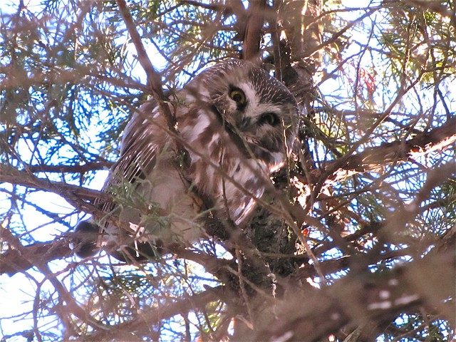 Northern Saw-whet Owl at Clinton Lake 016
