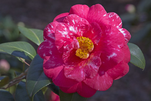 Camelia Japonica 'Georgia Knight Variegated' by bahayla