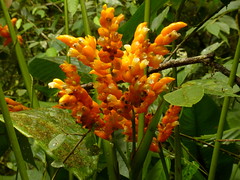 Marantaceae of Ecuador
