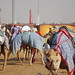 Dubai Camel Race